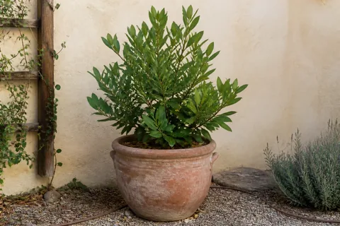 The same plant on 4 October 2026, holding, in ordinary morning light.